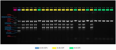 Isolation, molecular typing and antimicrobial resistance of Clostridium difficile in dogs and cats in Lanzhou city of Northwest China